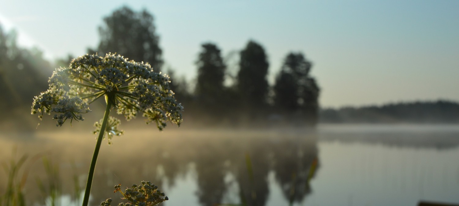 Närbild av en vit blommande växt vid en dimmig sjö i gryningen, med siluett av träd och lugna reflektioner i mjuka creme- och gröna toner